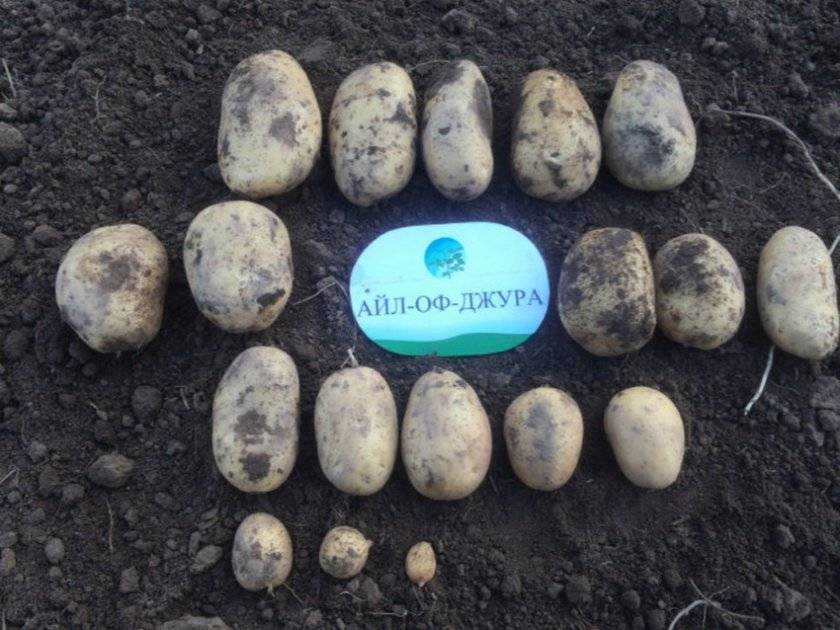 Описание и характеристики сорта картофель айл оф джура