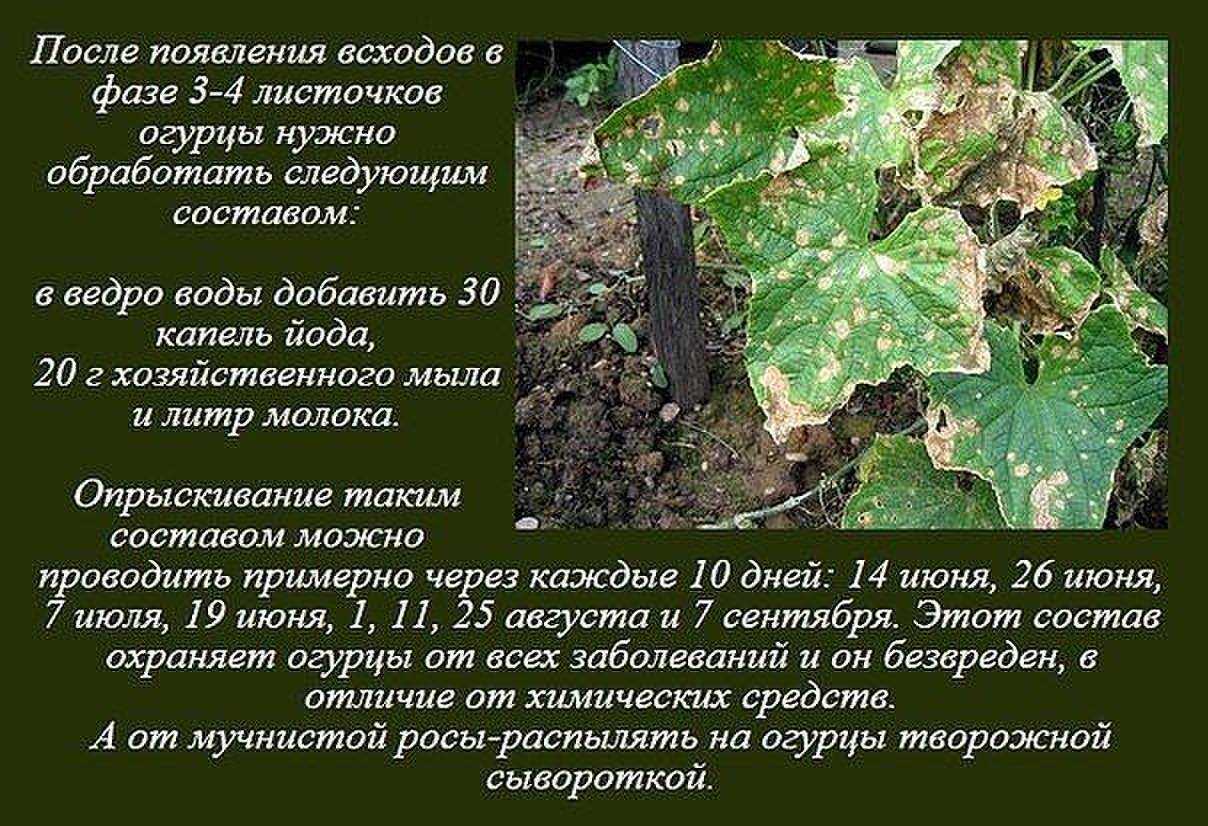 Обработка огурцов от пожелтения листьев: чем опрыскать, полить, народные средства