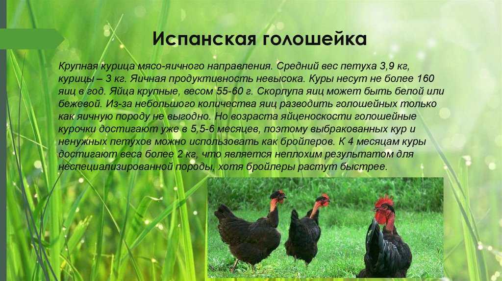 Голошейная порода кур (испанка): описание, выращивание, фото