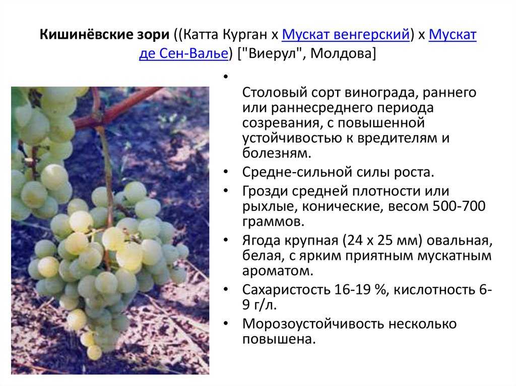 Виноград мускат: мускатные сорта белый, розовый, гамбургский, восторг, летний, диевский, описание, уход, отзывы