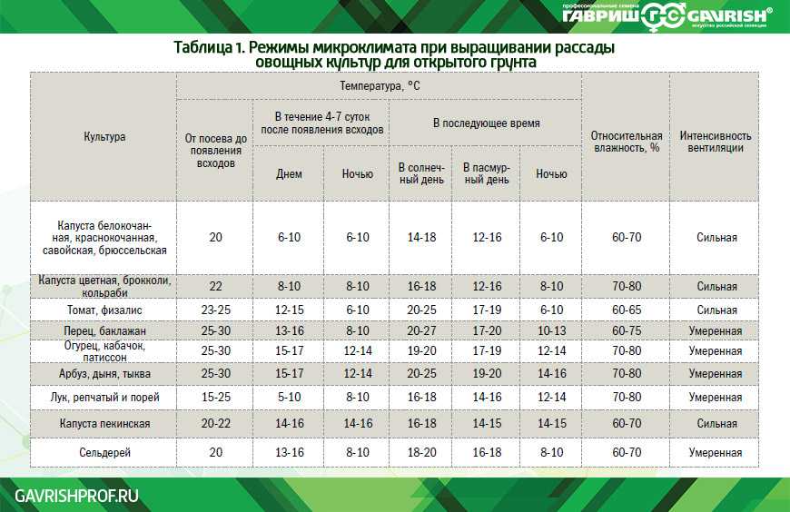 Посадка капусты в открытый грунт рассадой: правила посадки