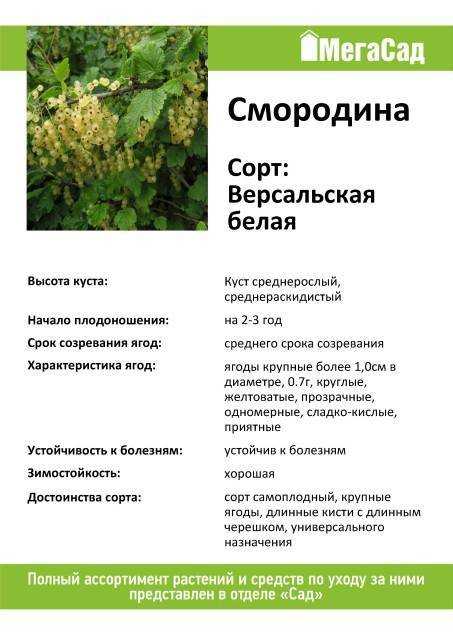 Смородина белая версальская: описание сорта красной смородины, выращивание - посадка и уход