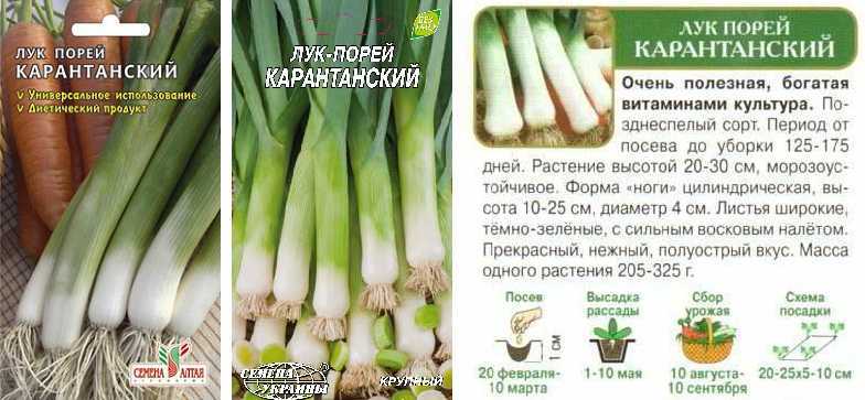 Выращивание лука порея через рассаду: посадка, подкормка, как ухаживать