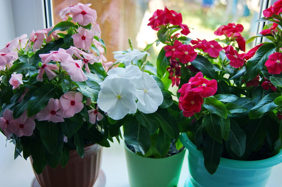 Бальзамин (impatiens). описание, виды и уход за бальзамином - флористика на "pionsad.ru"
