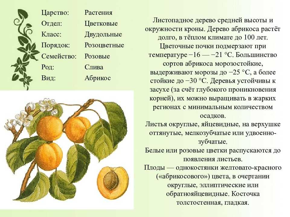 Высаживаем персиковые деревья на участке правильно: пошаговая инструкция для новичков