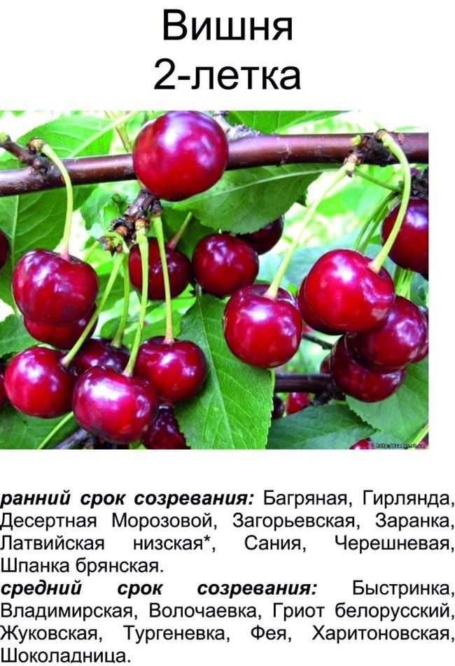 Вишня молодёжная: описание и характеристика сорта, достоинства и недостатки, особенности посадки и ухода + фото и отзывы