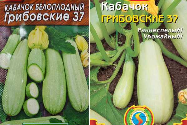 Кабачок грибовский – среднеранний сорт с отличной урожайностью: характеристики, свойства, методы