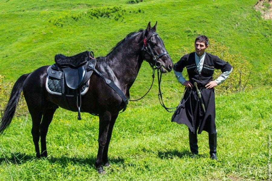 Кабардинская порода лошадей: история, описание, фото
