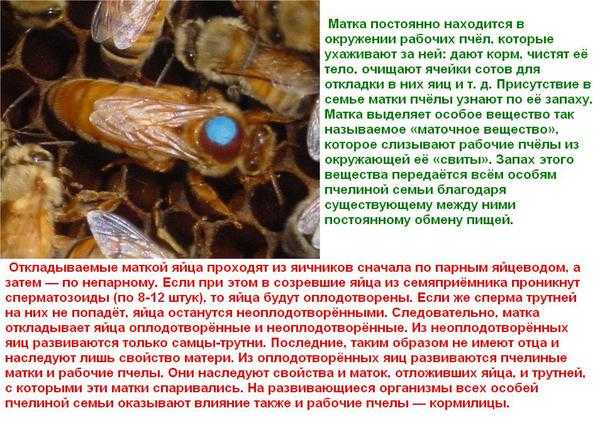 Формы и способы размножения пчелы медоносной, сроки, сколько дней выводится пчела
