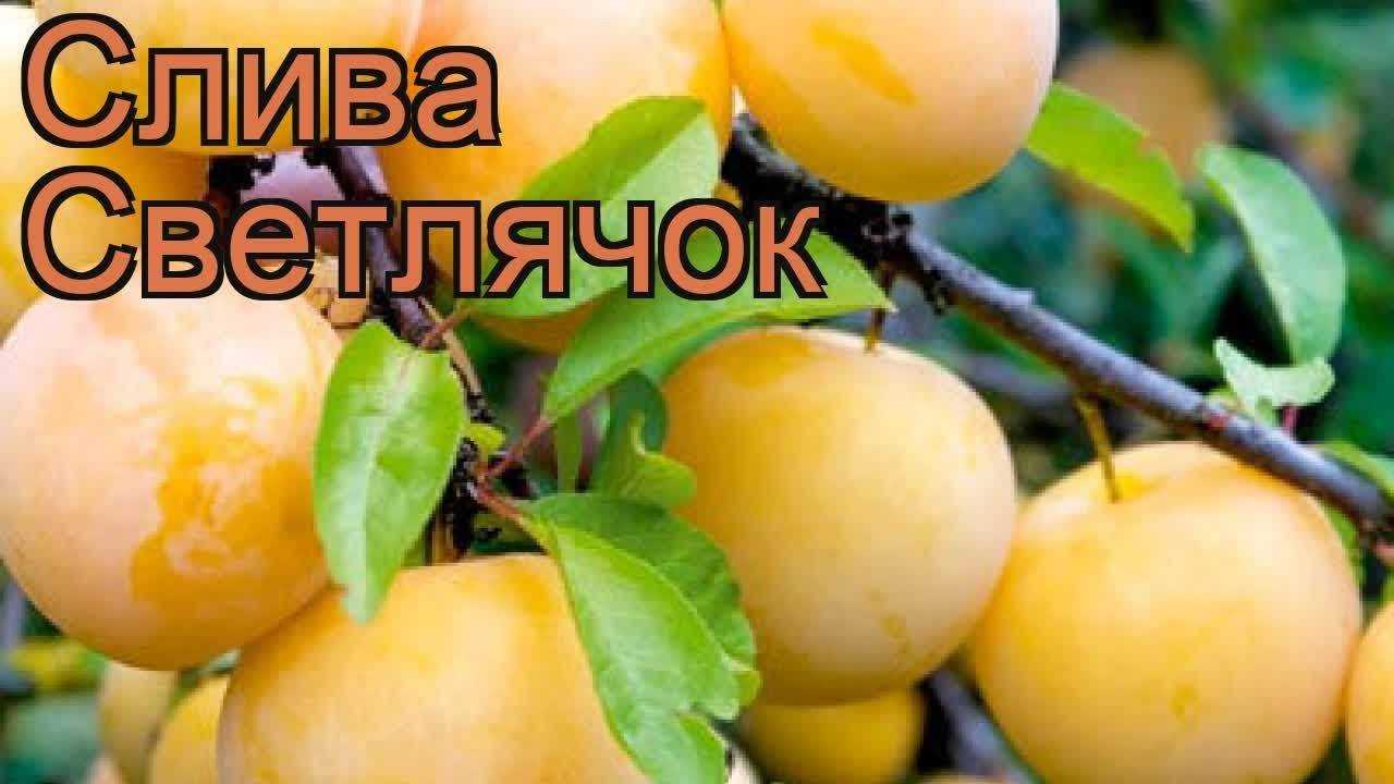 Яркая и сладкая слива «светлячок»