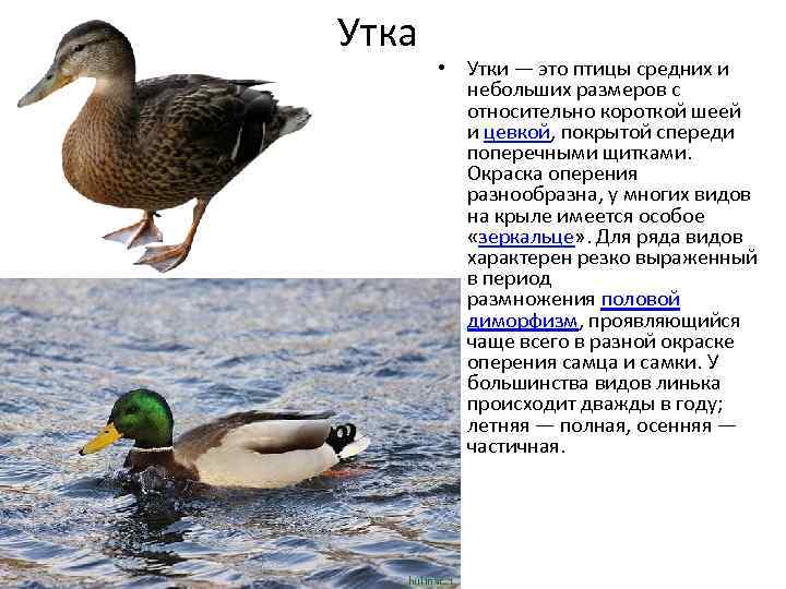 Места обитания, сколько живёт и чем питается дикая утка