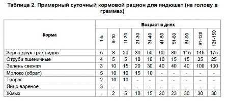 Кормление индюков