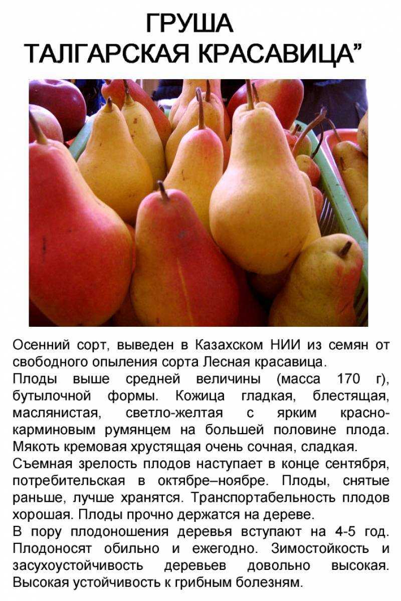 О груше Талгарская Красавица: описание и характеристики сорта, посадка, уход