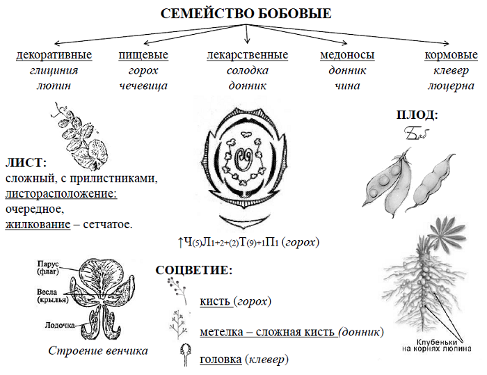 Семейство бобовые