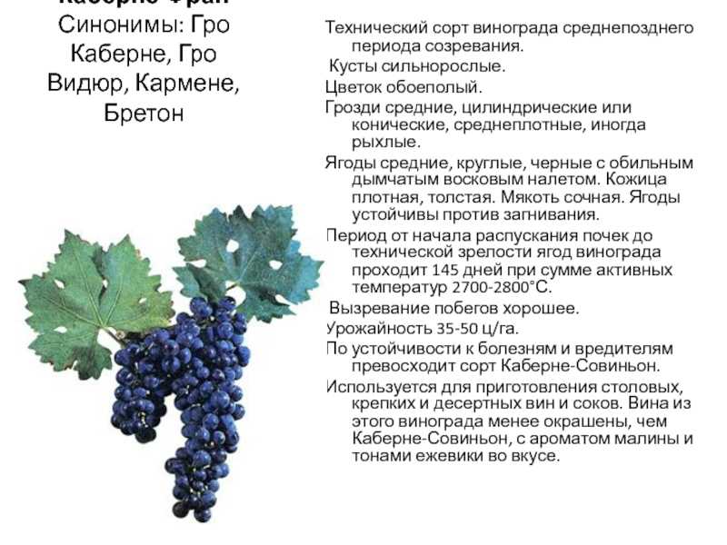 Ухаживаем за виноградом чтобы был хороший урожай: сначала и до конца