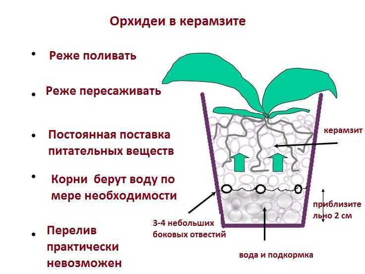 Цветок гиппеаструм: каталог видов и сортов, особенности ухода