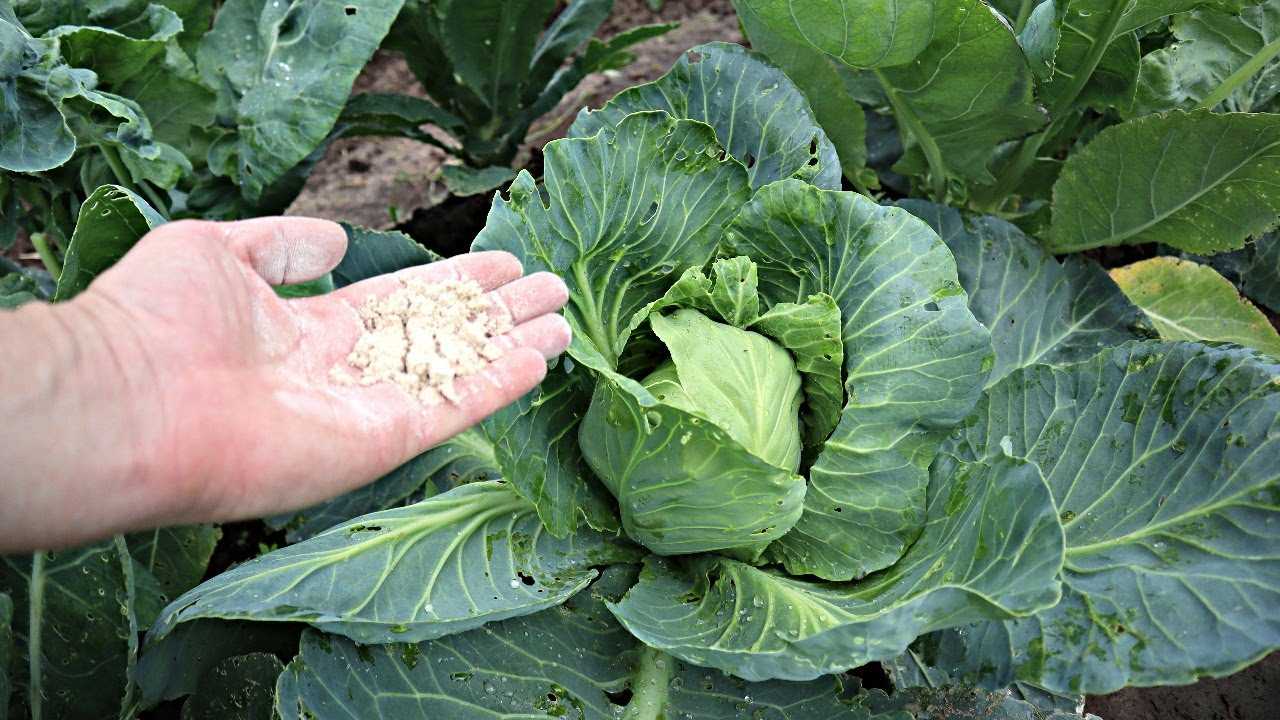 Чем обработать капусту от гусениц народными средствами: как избавиться и защитить