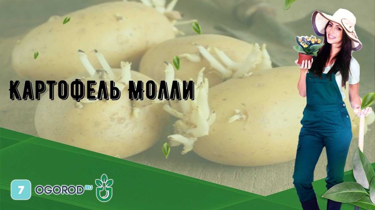 Картофель молли: описание сорта