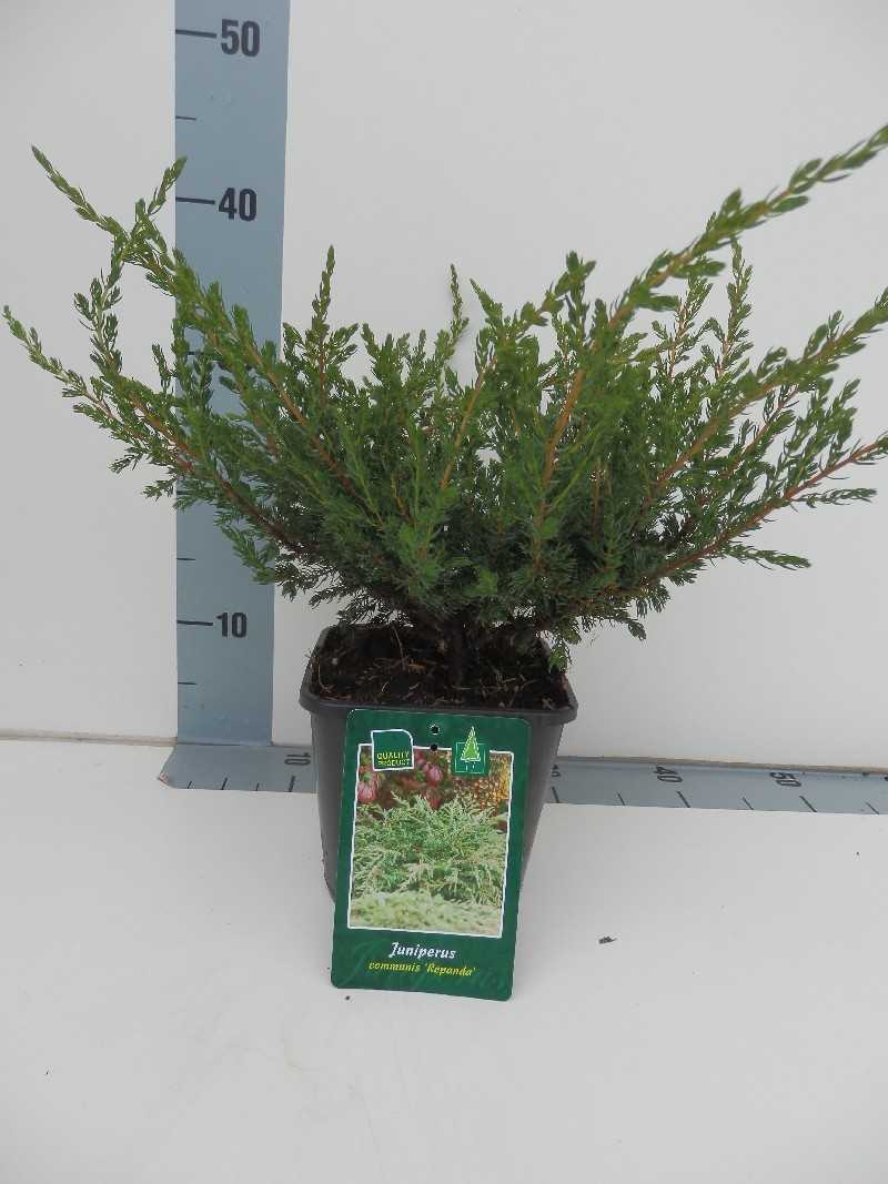 Можжевельник обыкновенный репанда (juniperus communis repanda)