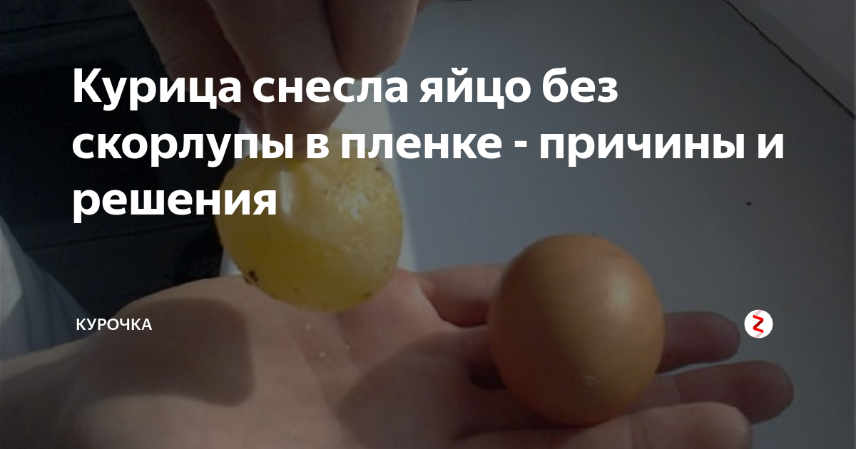 Почему куры несушки льют яйца (несут без скорлупы): причина и что делать