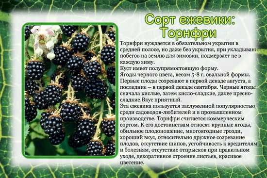 Бесшипная ежевика: сорта, описание с фото