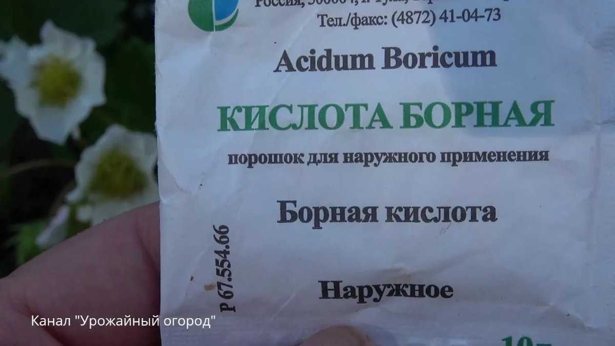 Подкормка клубники