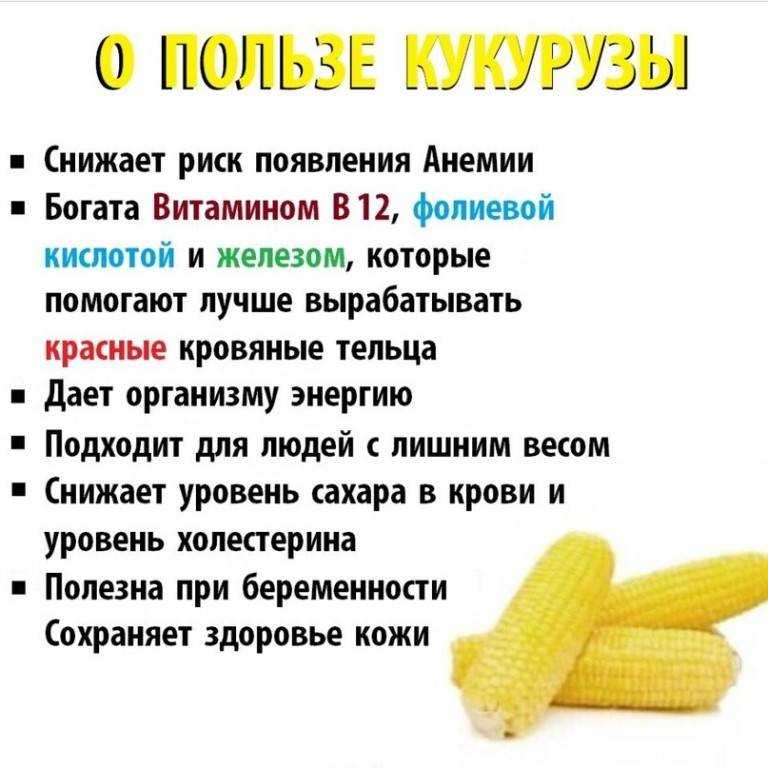О кукурузе сахарной: посадка и уход в открытом грунте, технология выращивания