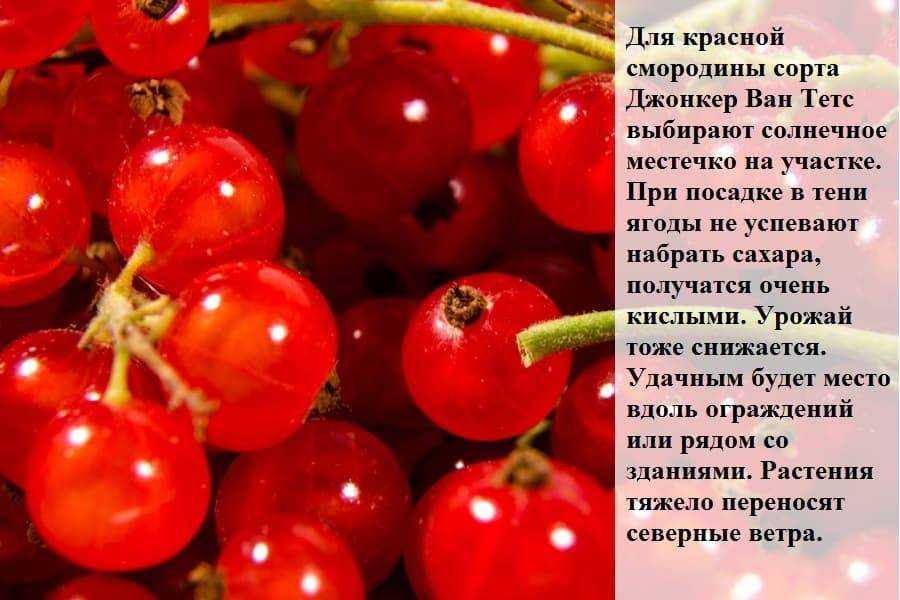 Описание сорта красной смородины джонкер ван тетс, выращивание и уход