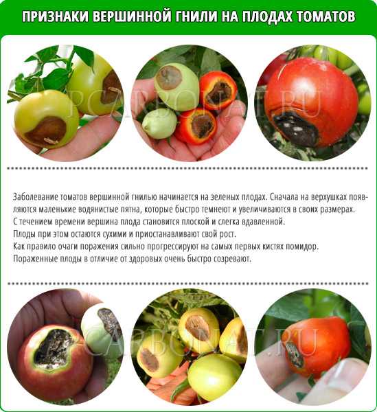 Вершинная гниль на помидорах: что делать и как лечить