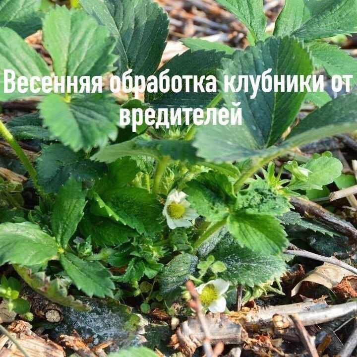 Уход за клубникой ранней весной и летом, подкормки народными средствами