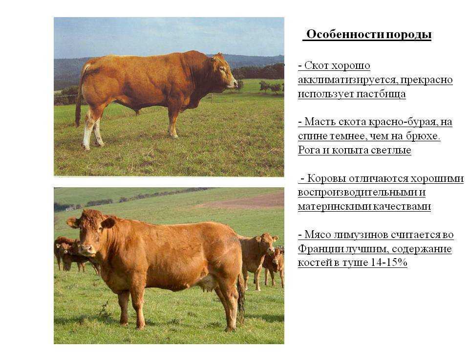 О коровах и быках лимузинской породы: описание и характеристики, содержание