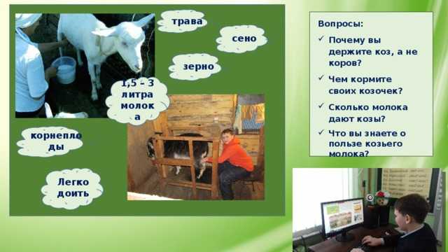 Сколько молока будет давать коза в сутки: основные факторы, влияющие на надои, показатели надоев