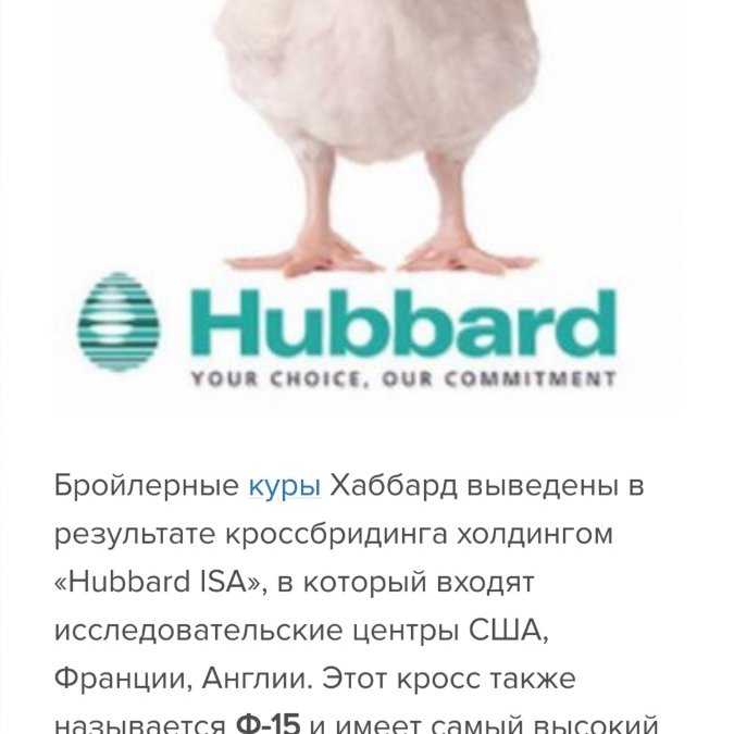 Цветной бройлер — описание пород кур из франции
