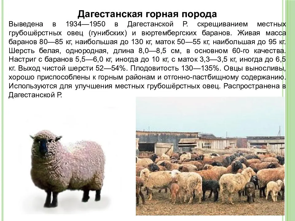 Овцы
