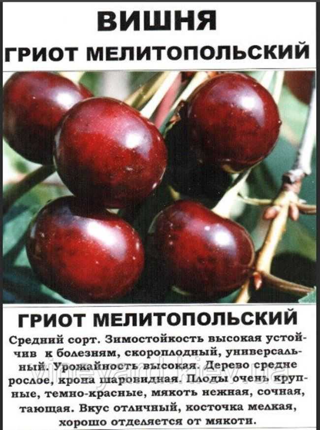 Вишня щедрая отзывы дачников. вишня щедрая — описание сорта, фото, отзывы садоводов