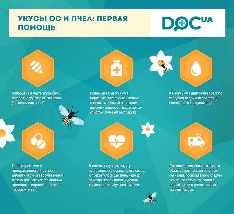 Что надо знать о пчелах