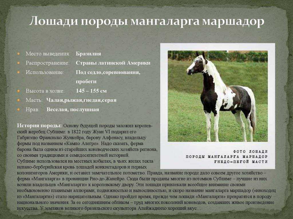 О русских породах лошадей: забайкальская, алтайская, русская верховая