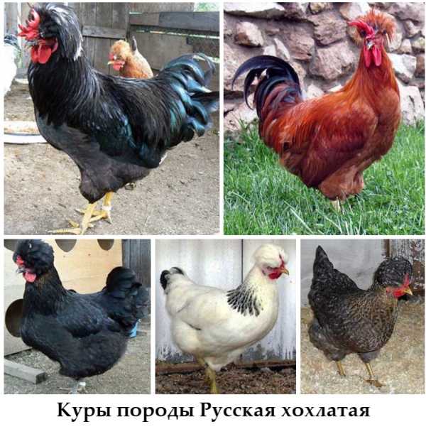 Русская хохлатая порода кур – описание, фото, отзывы