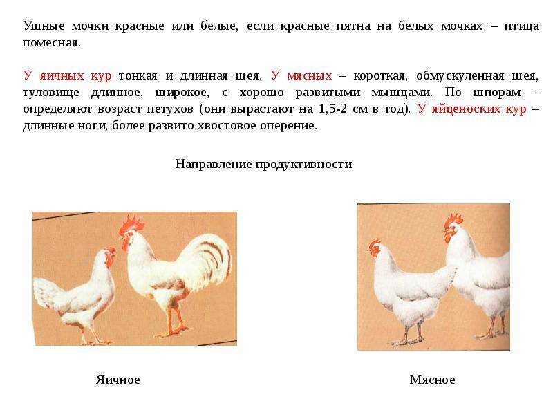Как определить возраст курицы несушки?