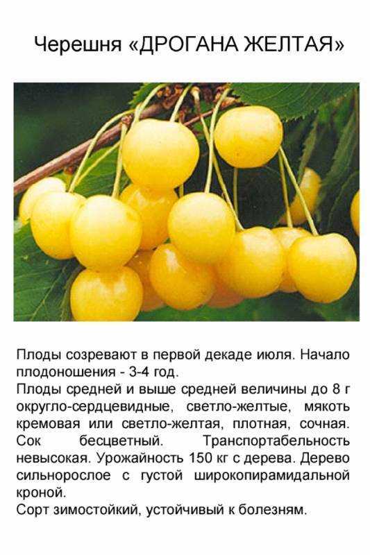 ᐉ черешня приусадебная описание сорта фото отзывы - zooshop-76.ru