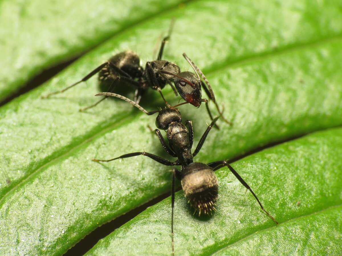 Как бороться с муравьями клубнике?