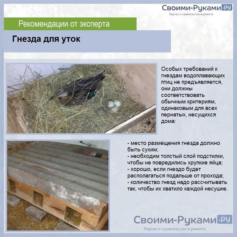 Выращивание уток в домашних условиях за 50 дней до полной готовности