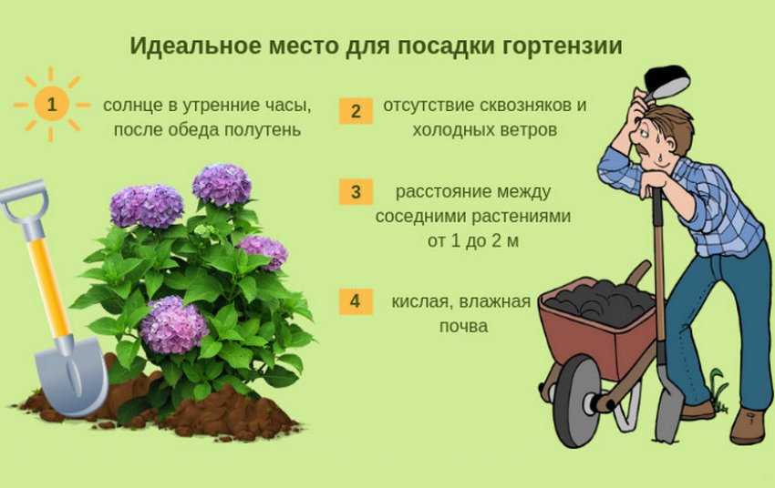 Причины, почему не цветёт гортензия, и способы их устранения