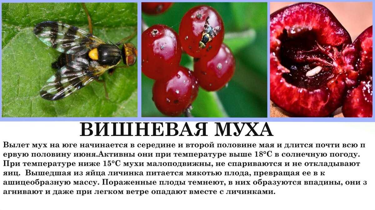 Вишневая муха: профилактика и средства борьбы