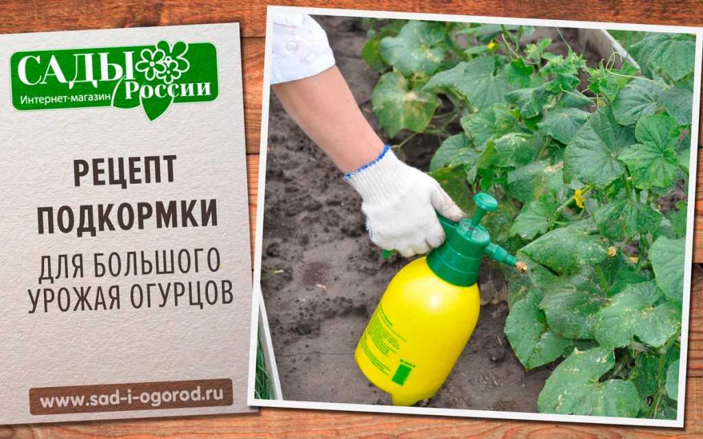 Подкормка огурцов в открытом грунте: виды эффективных удобрений и способы