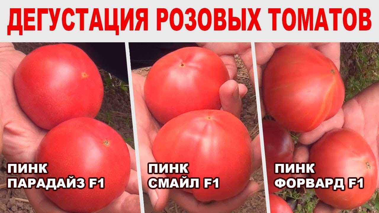Томат пинк парадайз: особенности и преимущества сорта, правила выращивания, отзывы