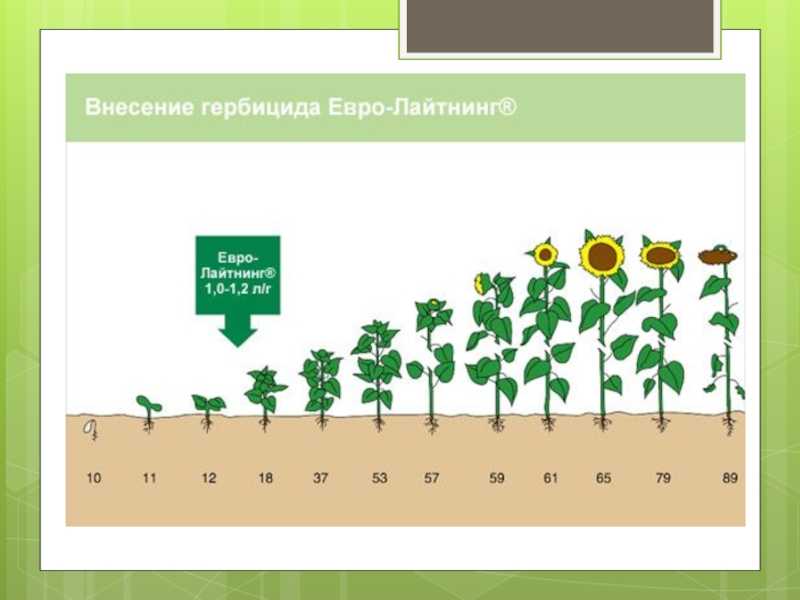 Подсолнечник однолетний: родина подсолнечника, где растет и когда цветет
