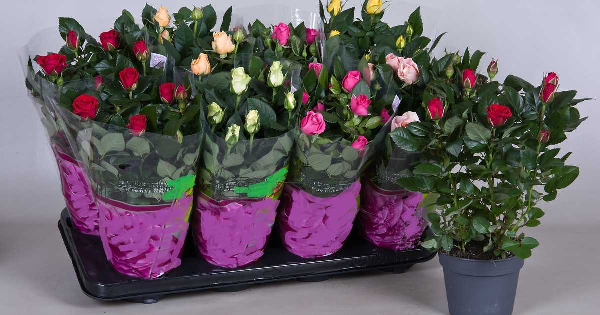 Посадка роз в открытом грунте и уход за ними: советы для новичков