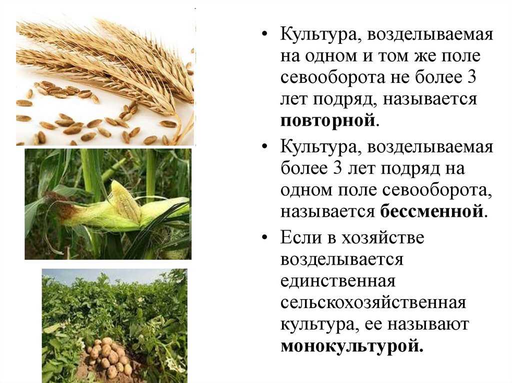 Технологическая карта возделывания кукурузы на силос, нормы высева и урожайность с 1 га