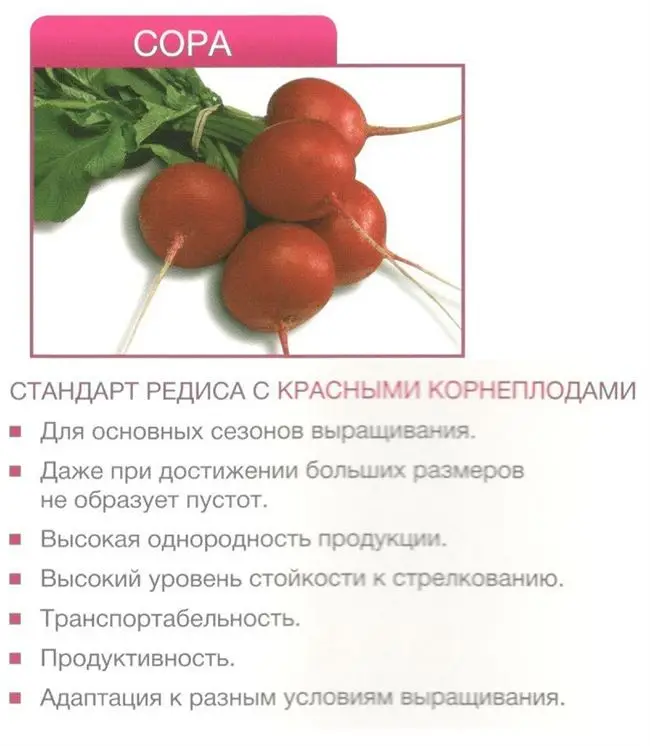 Редис сора: описание сорта, отзывы, фото и видео
